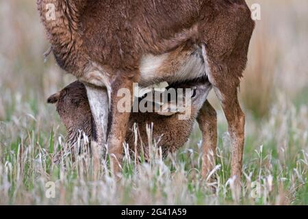 Europäischer Mufflon (Ovis gmelini musimon / Ovis ammon / Ovis orientalis musimon) Mutterschafe / Weibchen mit Milchlamm auf der Wiese im Frühjahr Stockfoto