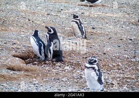 Kolonie der Magellanpinguine auf der Insel Isla Magdalena in der Magellanstraße, Chile Stockfoto