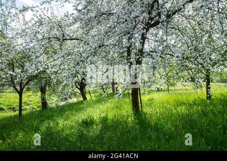 Apfelbäume in voller Blüte auf einer üppigen Wiese im Frühjahr, Mömbris Niedersteinbach, Kahlgrund, Spessart-Festland, Franken, Bayern, Deutschland, Europa Stockfoto