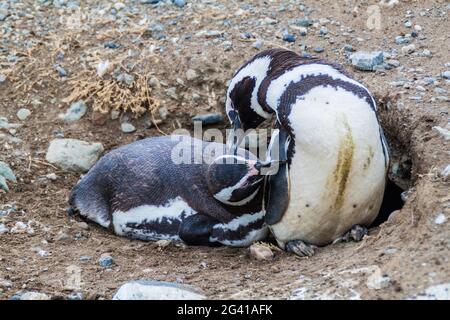 Magellan-Pinguinkolonie auf der Insel Isla Magdalena, Chile Stockfoto