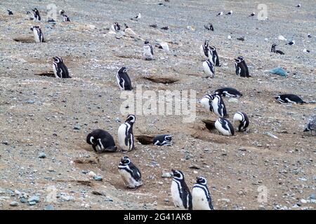 Magellan-Pinguinkolonie auf der Insel Isla Magdalena, Chile Stockfoto