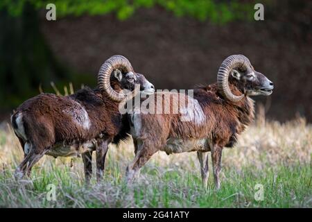 Europäische Mufflons (Ovis gmelini musimon / Ovis ammon / Ovis orientalis musimon) zwei Widder / Männchen mit großen Hörnern auf Wiese am Waldrand im Frühjahr Stockfoto