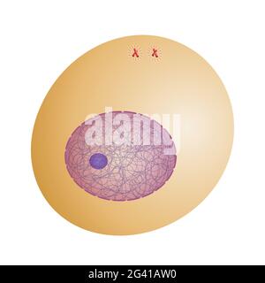 Interphase. Die Chromosomen duplizieren sich vor der Meiose. Stockfoto