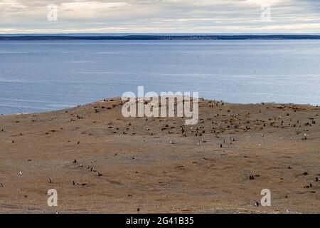 Kolonie der Magellanischen Pinguine (Spheniscus magellanicus) auf der Isla Magdalena in der Magellanstraße, Chile. Stockfoto