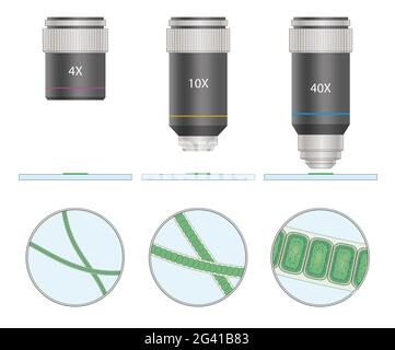 Mikroskopansicht von Cyanobakterien oder Cyanophyta Stockfoto