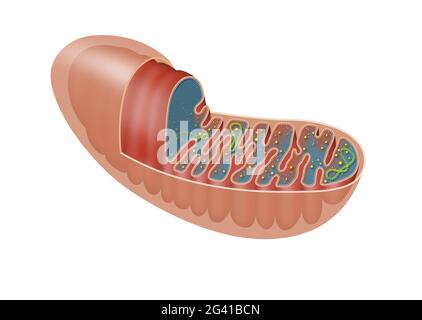 Das Mitochondrium ist ein doppelmembrangebundenes Organell, das in den meisten eukaryotischen Organismen gefunden wird Stockfoto