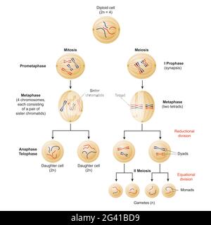 Die Zellen teilen sich durch zwei Mechanismen, die Mitose und Meiose genannt werden Stockfoto