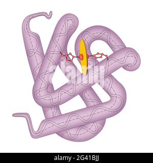 Struktur des menschlichen Myomingolmoleküls Stockfoto