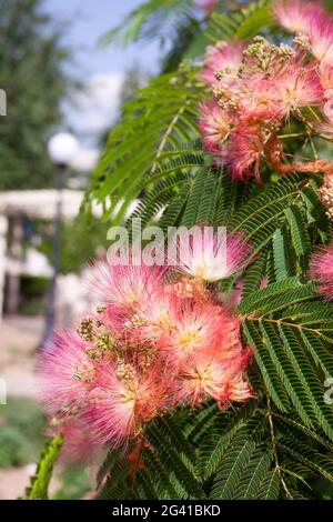 Albitsia Lenkoran - lat. Albizia julibrissin. Ein wunderschöner südlicher Baum mit seinen rosa Blüten. Akazienknospen von Lankaran. Stockfoto