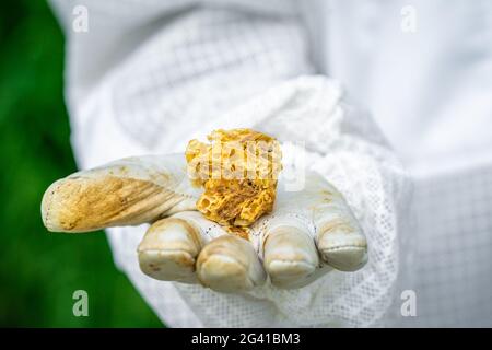 Bienenwachs in den Händen des Imkers Stockfoto