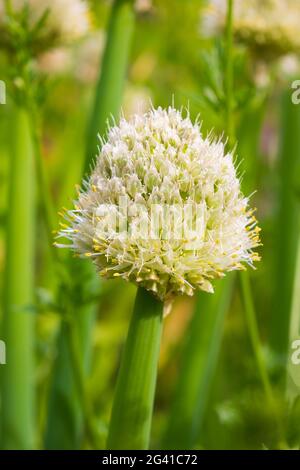 Allium polyanthum Zwiebeln. Nahaufnahme des blühenden Zwiebelpfeils mit grün verwischter Hintergrundfarbe Stockfoto