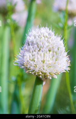 Allium polyanthum Zwiebeln. Nahaufnahme des blühenden Zwiebelpfeils mit grün verwischter Hintergrundfarbe Stockfoto