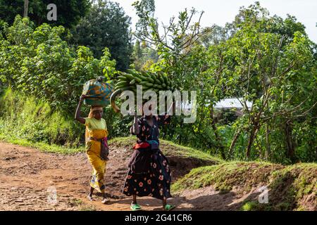 Zwei Frauen, die Korb und schweren Bananenbaum auf ihren Köpfen tragen, in der Nähe von Gisakura, Westprovinz, Ruanda, Afrika Stockfoto