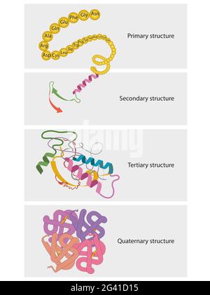 Arten der Proteinstruktur. Proteine sind biologische Polymere, die aus Aminosäuren bestehen Stockfoto