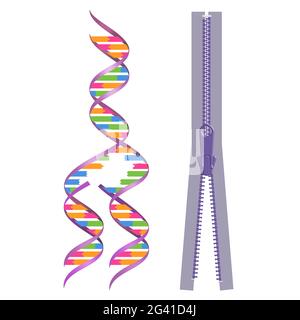 Mechanismus der DNA-Replikation. Replikationsmodell mit Reißverschluss Stockfoto