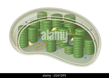 Chloroplast, Struktur in den Zellen von Pflanzen und Grünalgen Stockfoto