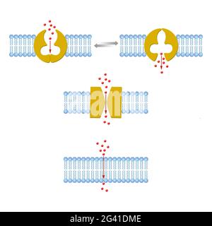 Arten des Transports über Membranen Stockfoto