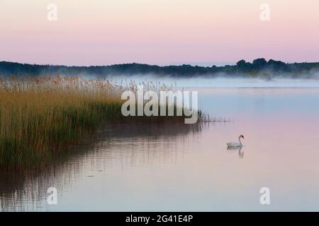Schwan am Selliner See, Rügen, Ostsee, Mecklenburg-Vorpommern, Deutschland Stockfoto