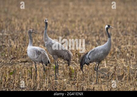 Kranfamilie auf Maisstoppelfeld, Deutschland, Brandenburg, Linum Stockfoto