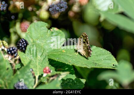 Hauhechelbläuling Schmetterling (Pararge depressa) Stockfoto