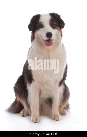 Niedlicher australischer Schäferhund sitzt auf Weiß Stockfoto