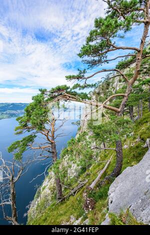 Kiefern und tote Bäume auf dem Traunstein und Blick auf den Traunsee im Salzkammergut, Oberösterreich, Österreich Stockfoto