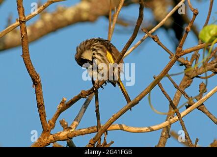 Weißwabenwabenfresser (Phylidonyris niger niger), ein Erwachsener, der auf einem toten Baum thront und New South Wales, Australien, aufpflanzt Januar Stockfoto