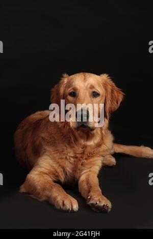 Niedlicher goldener Retriever Hund auf schwarzem Hintergrund Stockfoto
