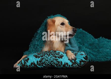 Niedlicher goldener Retriever, der auf einem türkisfarbenen Kissen unter einer grünen Decke liegt Stockfoto