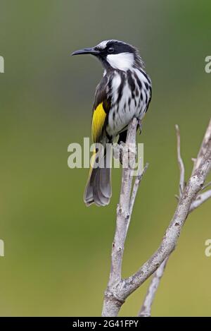 Weißwabentaube (Phylidonyris niger niger), Erwachsene, die auf einem toten Zweig in New South Wales, Australien, thront Januar Stockfoto