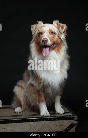 Australischer Schäferhund sitzt auf einem alten Koffer Stockfoto