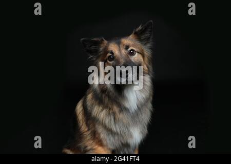 Niedlich aussehende Hund Wolf spitz Stockfoto