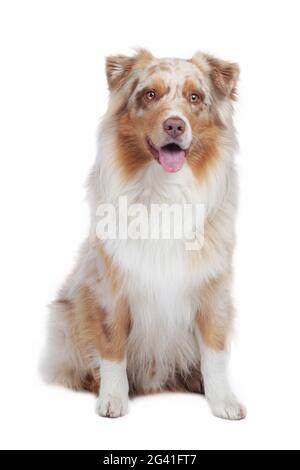 Australischer Schäferhund sitzt auf weißem Hintergrund Stockfoto