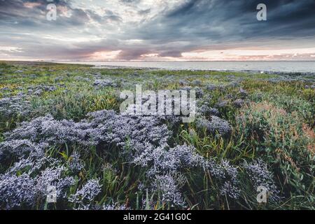 Meereslavender (Limonium vulgare) auf Salzsumpfe im Nationalpark Wattenmeer bei Sonnenuntergang, Dangast, Varel, Friesland, Niedersachsen, Deutschland, Europa Stockfoto