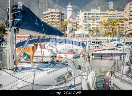 Marina in Puerto Banus, Marbella, Spanien Stockfoto