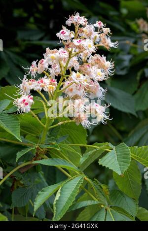 Blüte der Edelkastanie (Castanea Sativa) Stockfoto