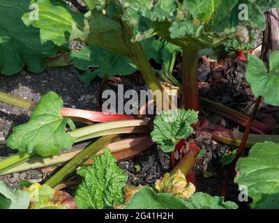 Rhabarberpflanze, die in einem Garten in Kent wächst Stockfoto