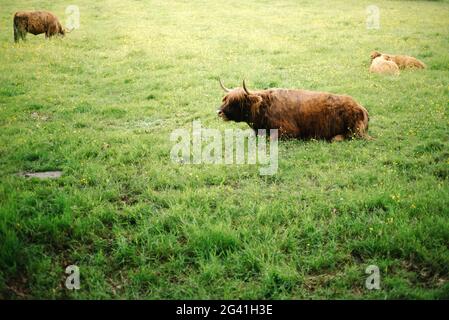 Hochlandrinder liegen und weiden auf ihrem Feld, während ihre Kälber im Hintergrund schlafen. Stockfoto