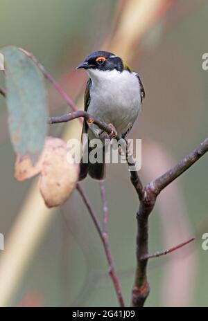 Weißer Honeyeater (Melithreptus lunatus), der tief unten im Gummibaum des Girraween NP, Queensland, Australien, thront Januar Stockfoto