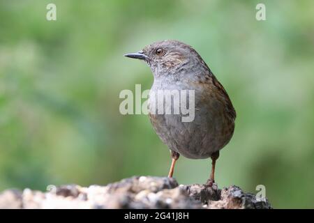 Dunnock im Chadkirk Nature Reserve Stockfoto