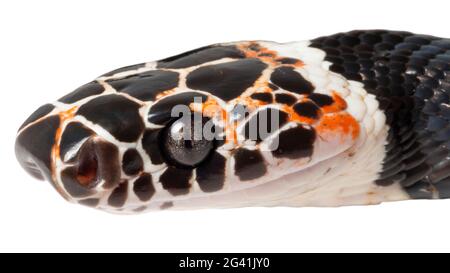 Amazonas-Bänderschlange (Rhinobothryum lentiginosum), Amazonas-Ecuador, Provinz Orellana Stockfoto