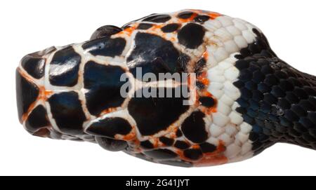 Amazonas-Bänderschlange (Rhinobothryum lentiginosum), Amazonas-Ecuador, Provinz Orellana Stockfoto