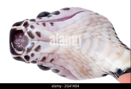 Amazonas-Bänderschlange (Rhinobothryum lentiginosum), Amazonas-Ecuador, Provinz Orellana Stockfoto