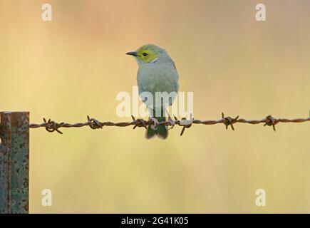 Weißer Honeyeater (Ptilotula penicillata), ein Erwachsener, der auf einem Stacheldraht-Zaun im Südosten von Queensland, Australien, thront Januar Stockfoto