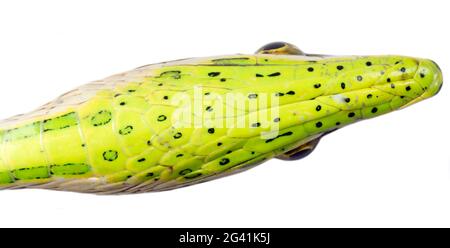 Weinschlange (Xenoxybelis argenteus) ventrale Ansicht des Kopfes, Provinz Orellana, Amazonaskuador. Stockfoto