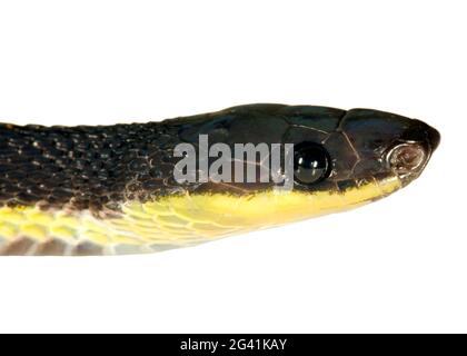 Die seltene zweifarbige Schattenschlange (Synophis bicolor) aus der Provinz Orellana im Amazonas-Ecuador Stockfoto