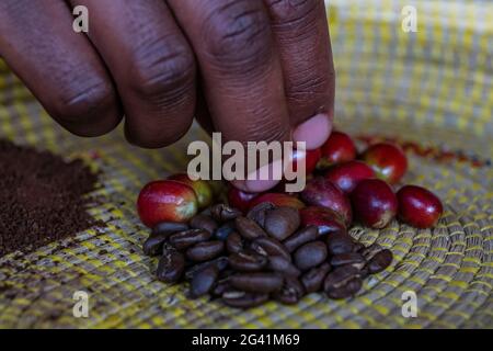 Detail der Hand mit Kaffeebohnen in verschiedenen Stadien in einer Kaffeeplantage, Kinunu, westliche Provinz, Ruanda, Afrika Stockfoto