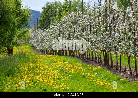 Auf einem saftigen Wiesenweg zwischen blühenden Apfelbäumen blühen im Frühjahr, Krombach Oberschur, Spessart-Festland, Franken, Bavari, gelbe Elendelionen Stockfoto