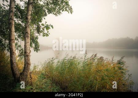 Birken und Schilf im Nebel am Ollacker See, Wilhelmshaven, Niedersachsen, Deutschland, Europa Stockfoto