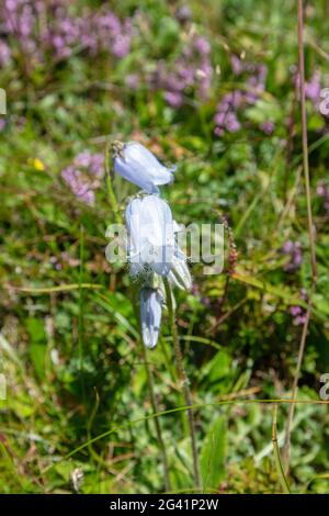 Bärtige Glockenblume (Campanula barbata) auf der Fürenalp, Stäuber, Engelberg, Schweiz Stockfoto